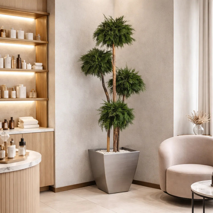 Thuja 4Kugeln in Schönheitsklinik