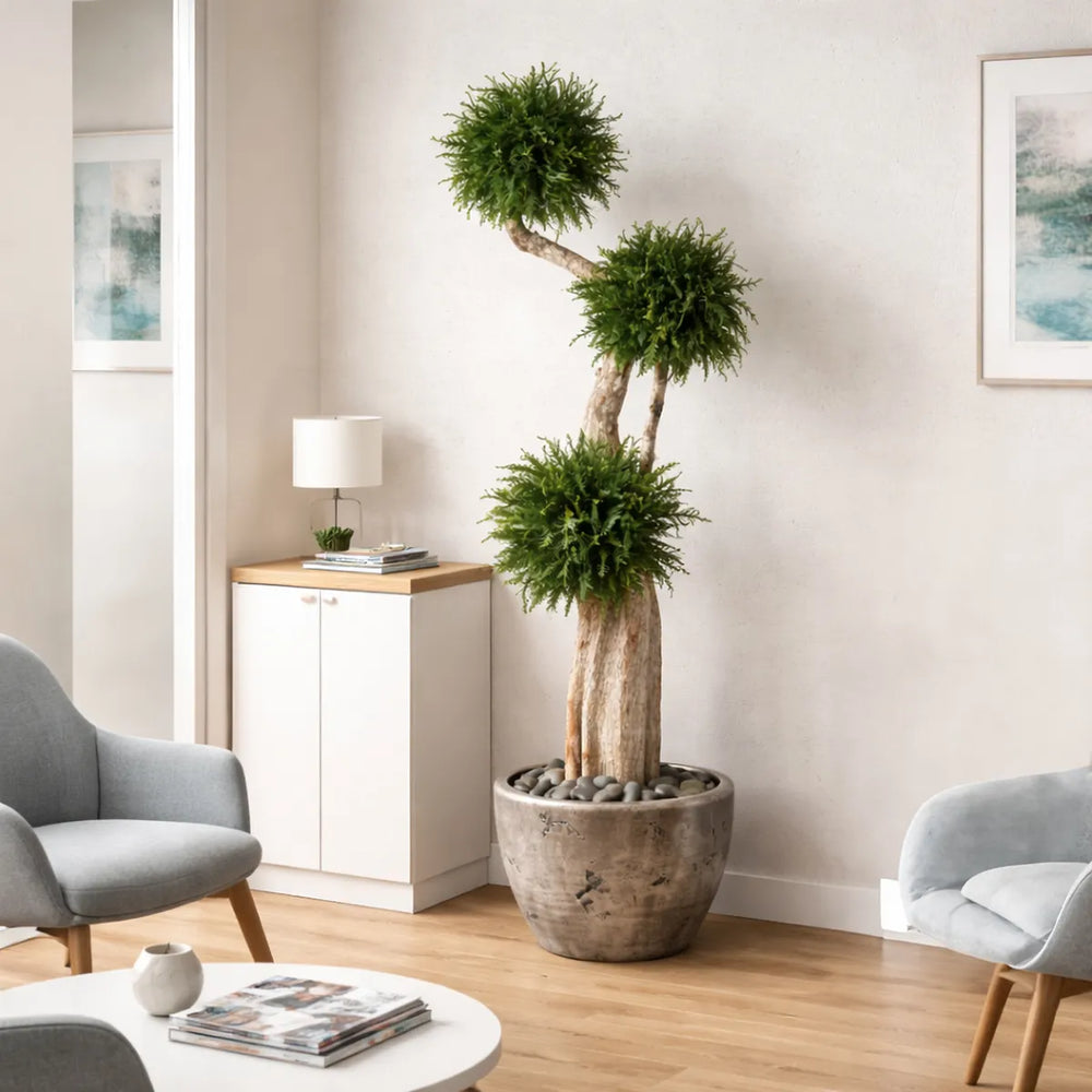 Thuja Baum 160 cm in Wartezimmer