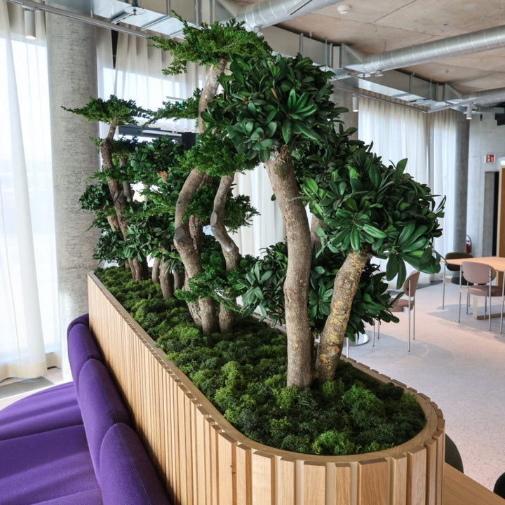Tobira Bonsai in Pflanzengefäss