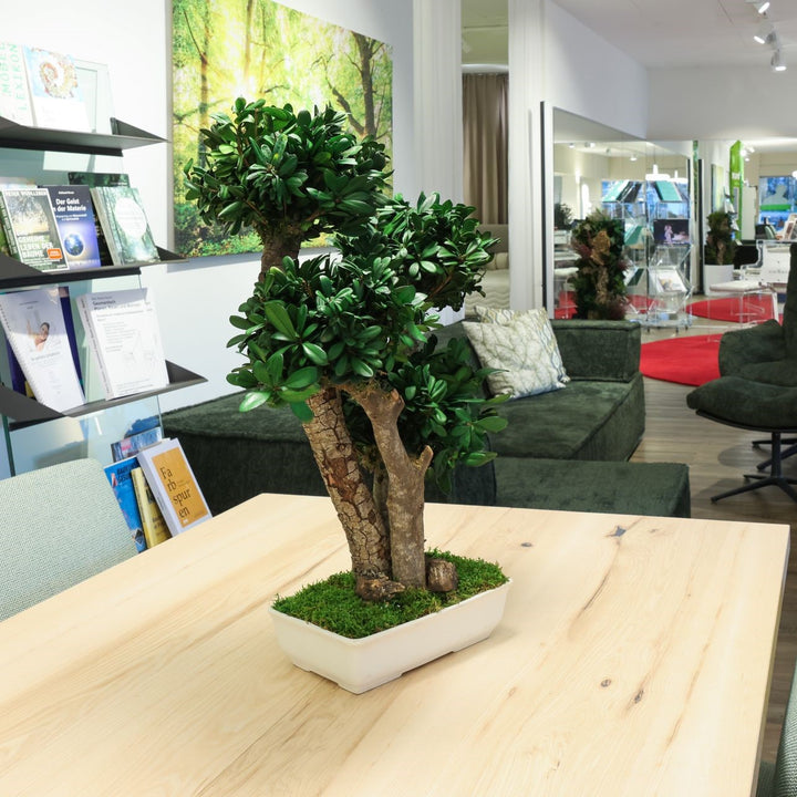 Tobira Bonsai in Möbel Showroom