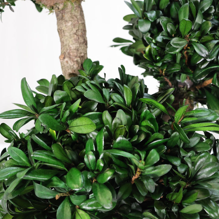 Tobira Bonsai Detailaufnahme