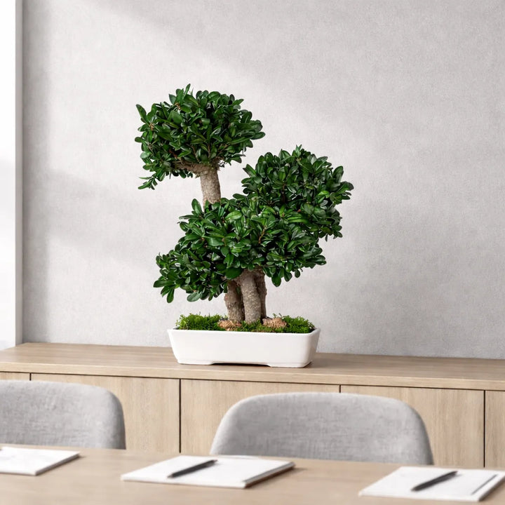 Tobira Bonsai 50 cm in Meetingraum