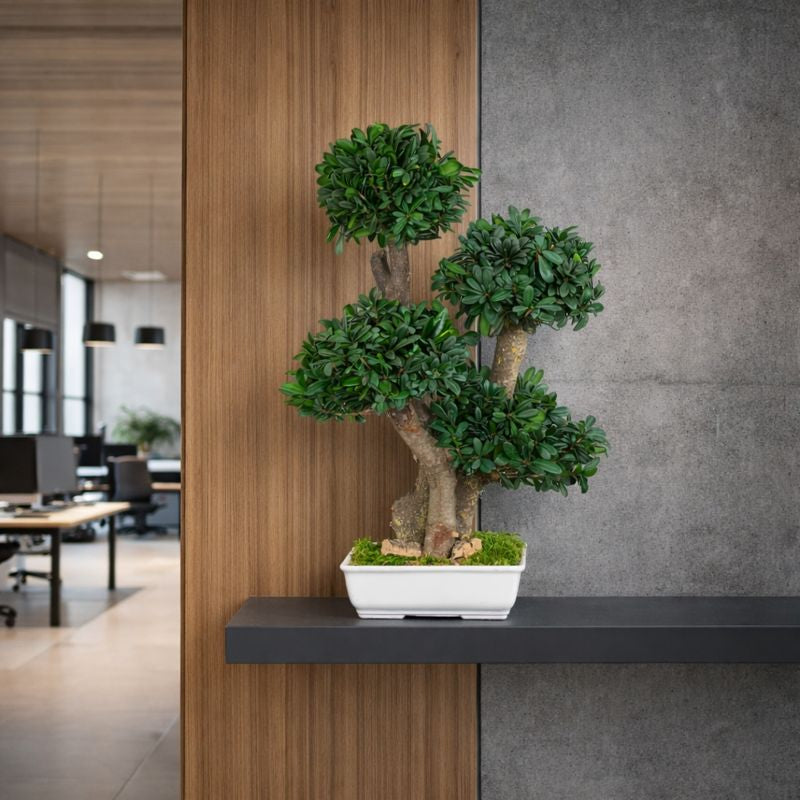 Tobira Bonsai 70 cm Büro 