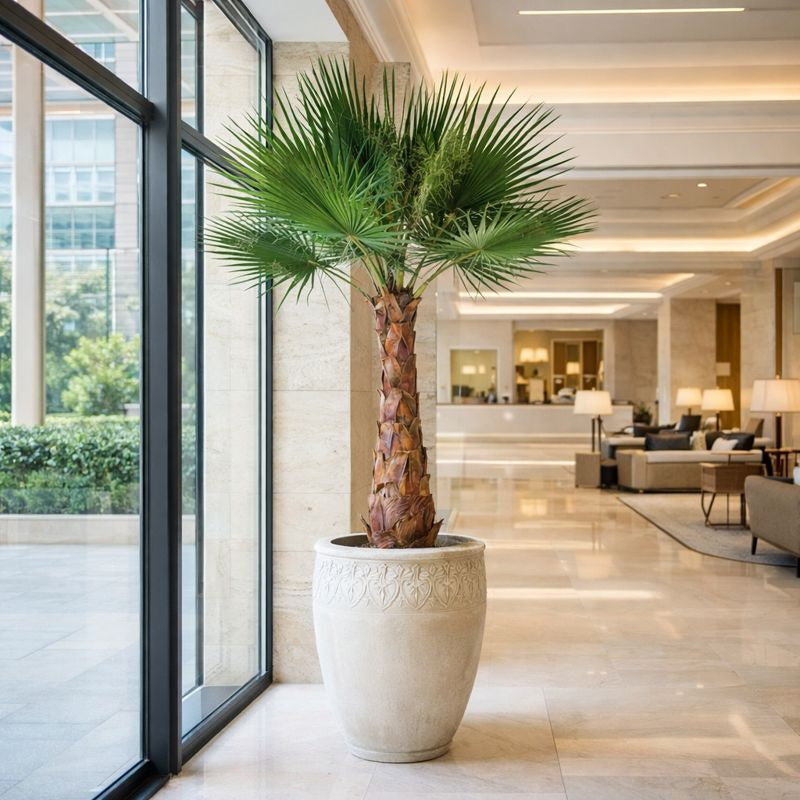 Washingtonia Palme in Hotellobby 190 cm