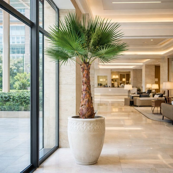 Washingtonia Palme in Hotellobby 190 cm