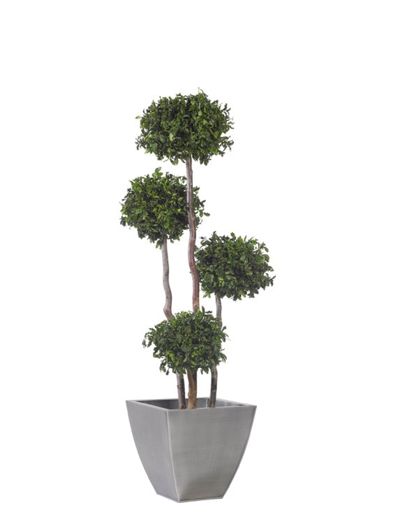 Pittosporum 4-Kugeln stabilisiert