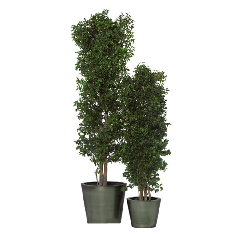 Pittosporum schmal stabilisiert