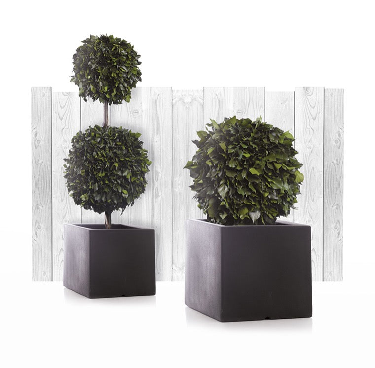 Hedera 1-Kugel stabilisiert