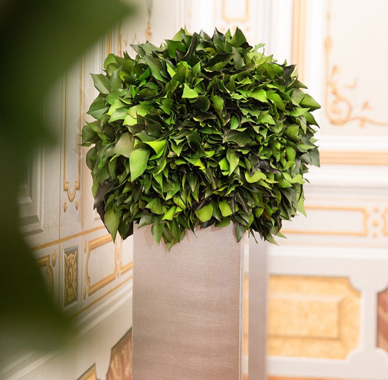 Hedera 1-Kugel stabilisiert