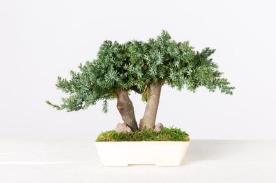 Juniperus Bonsai stabilisiert