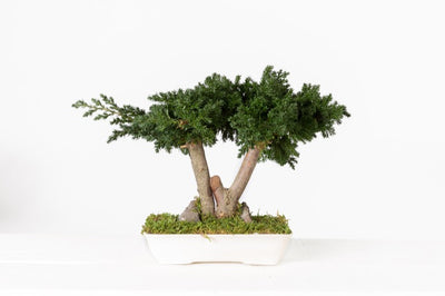 Juniperus Bonsai stabilisiert