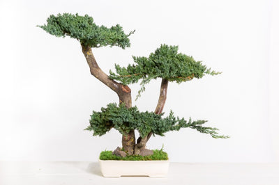 Juniperus Bonsai stabilisiert