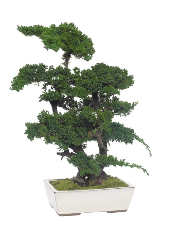 Juniperus Bonsai stabilisiert