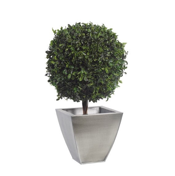 Pittosporum 1-Kugel stabilisiert