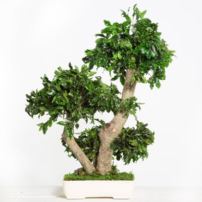 Pittosporum Bonsai stabilisiert