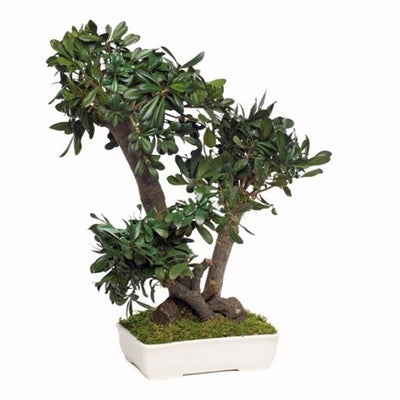 Chinesischer Bonsai stabilisiert