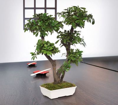 Chinesischer Bonsai stabilisiert