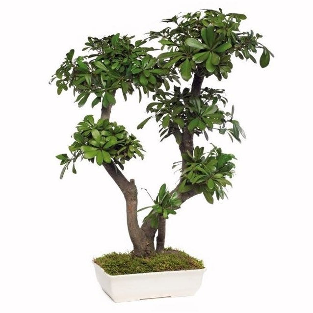 Chinesischer Bonsai stabilisiert