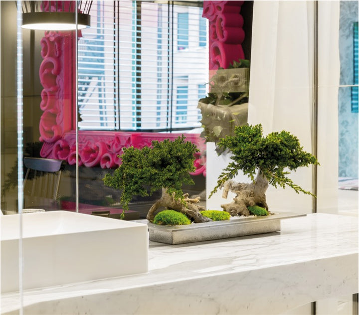 Juniperus Bonsai zweistämmig konserviert