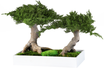 Juniperus Bonsai zweistämmig stabilisiert
