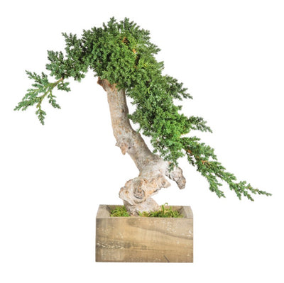 Juniperus Bonsai einstämmig stabilisiert