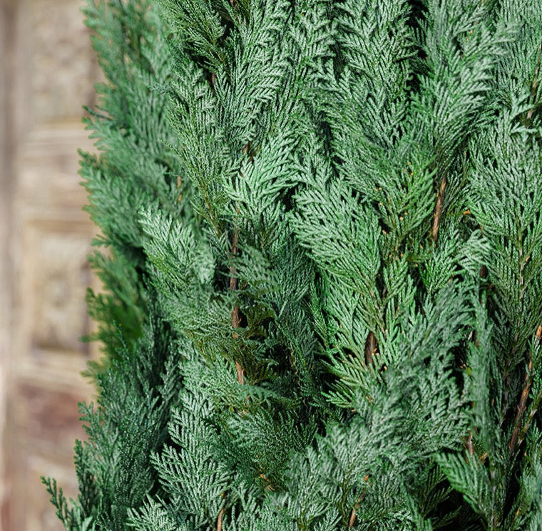 Chamaecyparis Conifer 