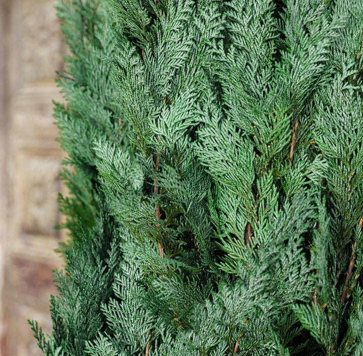 Chamaecyparis Conifer 