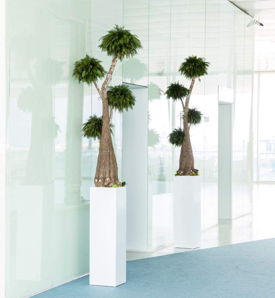 Thuja Baum stabilisiert