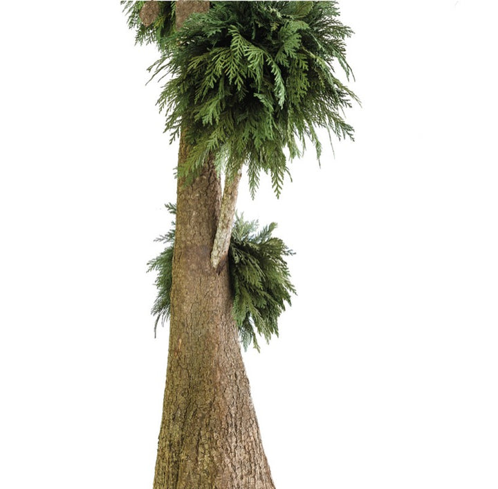 Thuja Baum