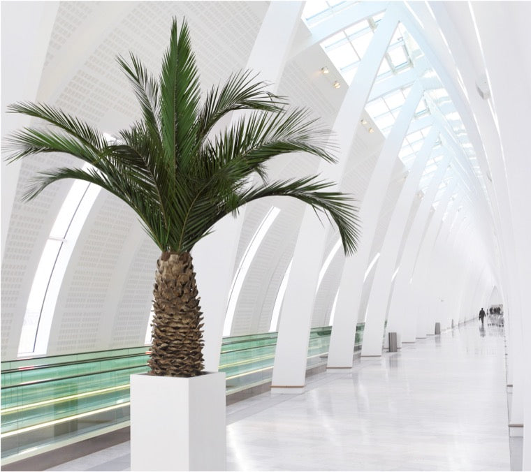 Phoenix Palme dick stabilisiert