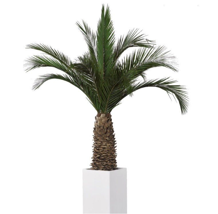 Phoenix Palme dick stabilisiert