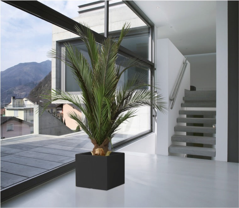 Phoenix Palme dick stabilisiert