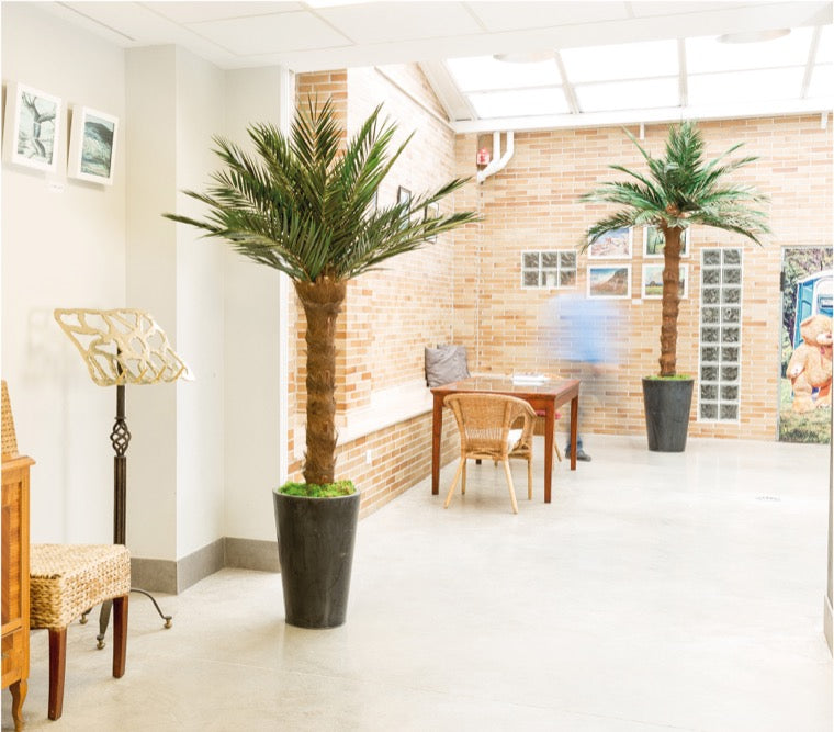 Phoenix Palme schmal stabilisiert