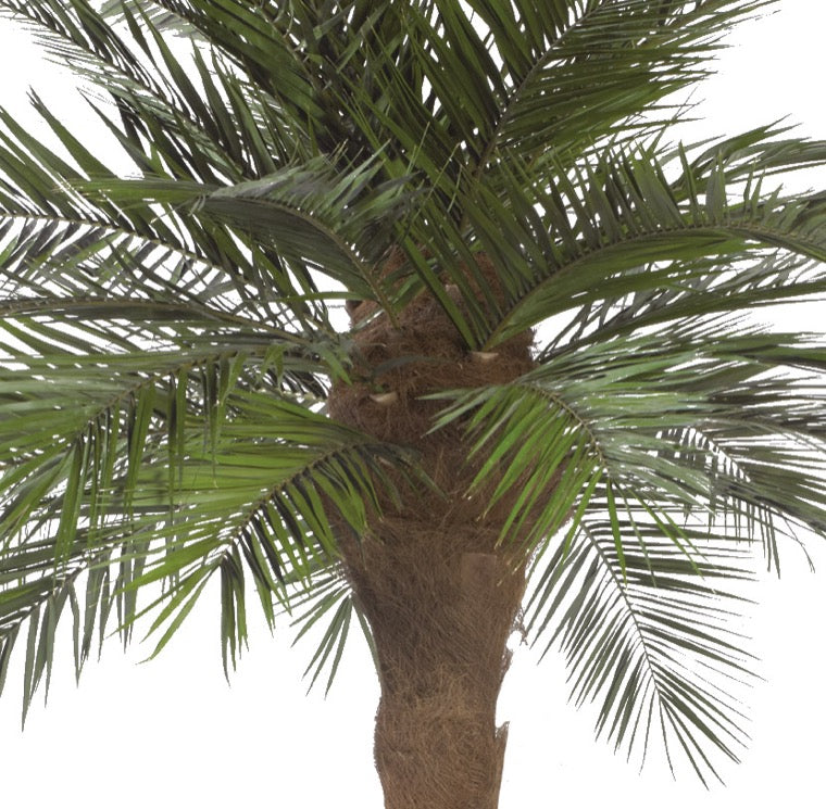 Phoenix Palme schmal stabilisiert