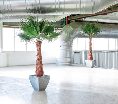 Washingtonia Palme stabilisiert