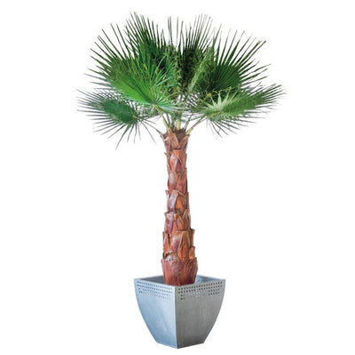 Washingtonia Palme stabilisiert