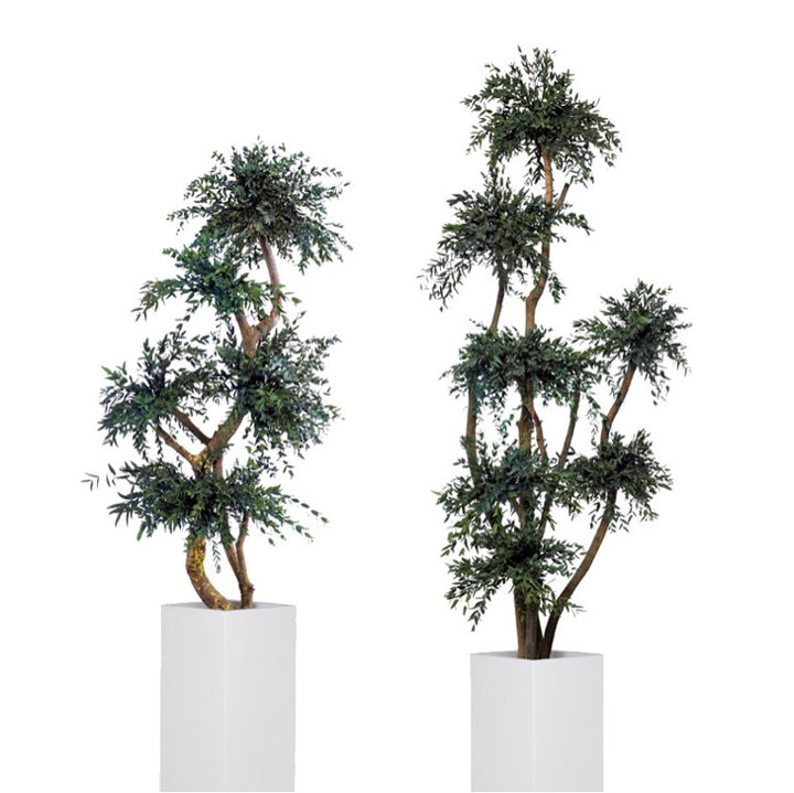 Parvifolia Baum stabilisiert