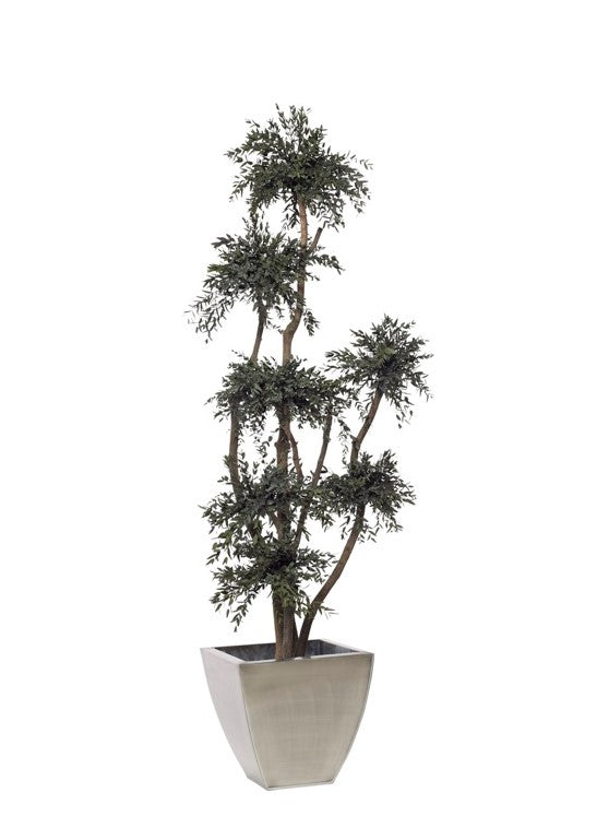 Parvifolia Baum stabilisiert