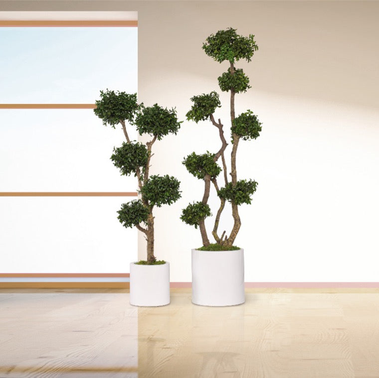 Pittosporum Baum stabilisiert