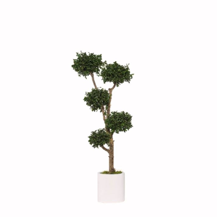 Pittosporum Baum stabilisiert