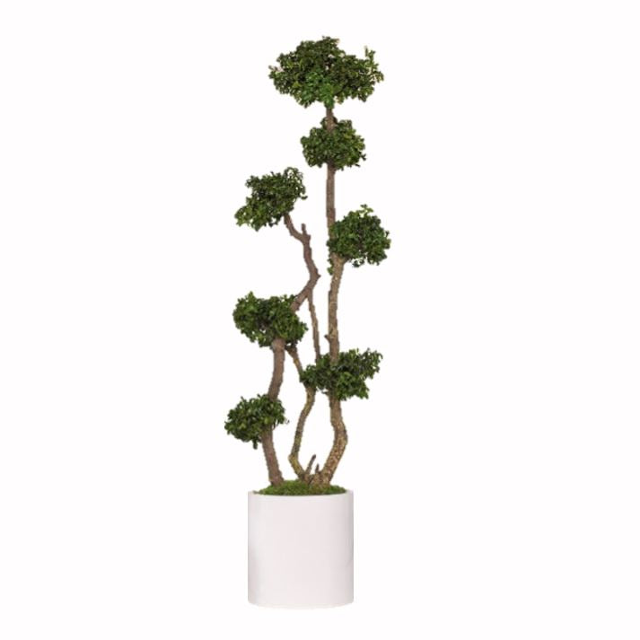 Pittosporum Baum stabilisiert