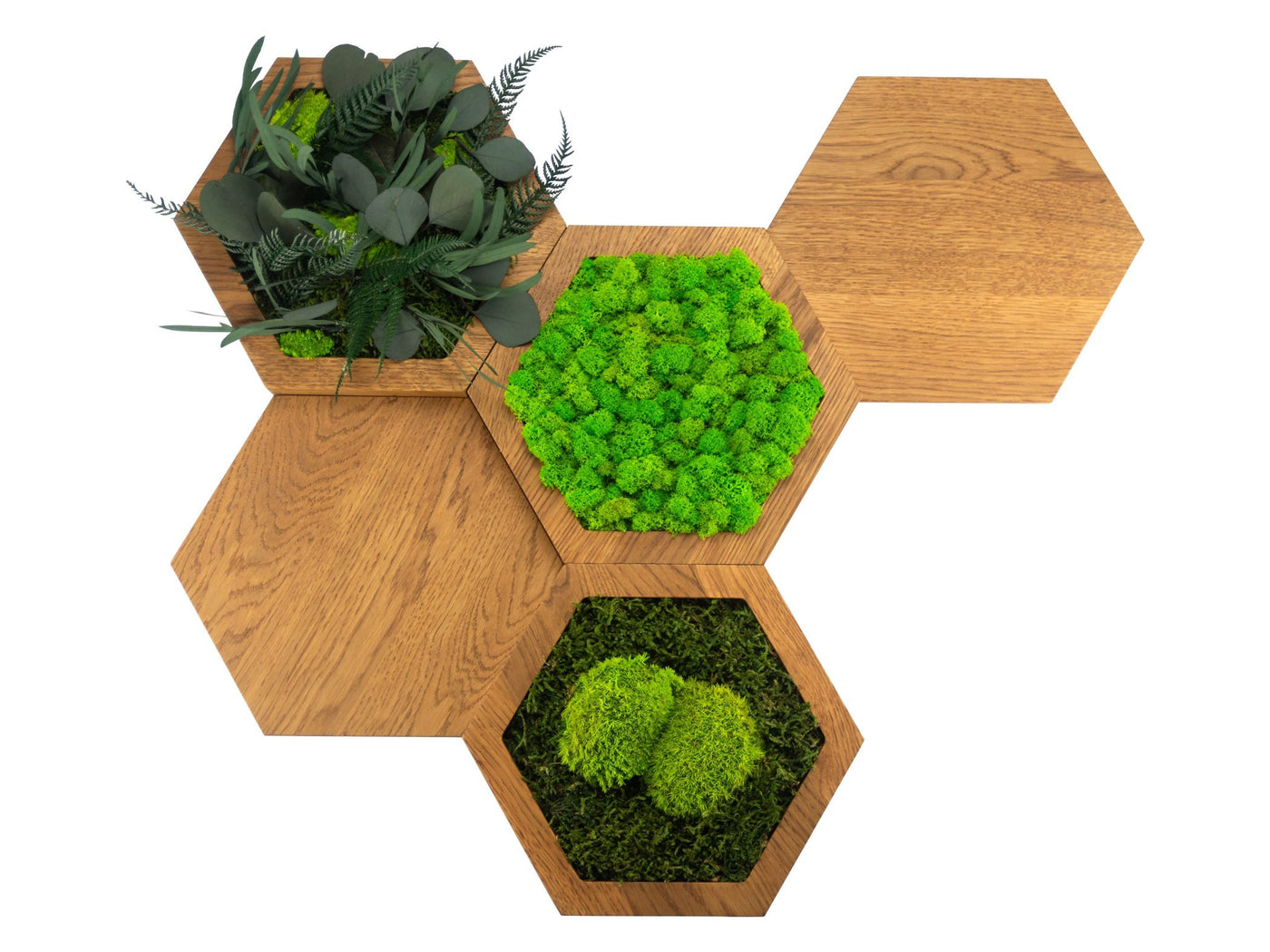 Moos Hexagon Wandbild