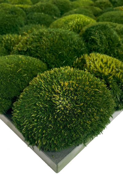Kugelmoosbild 100 x 45 cm