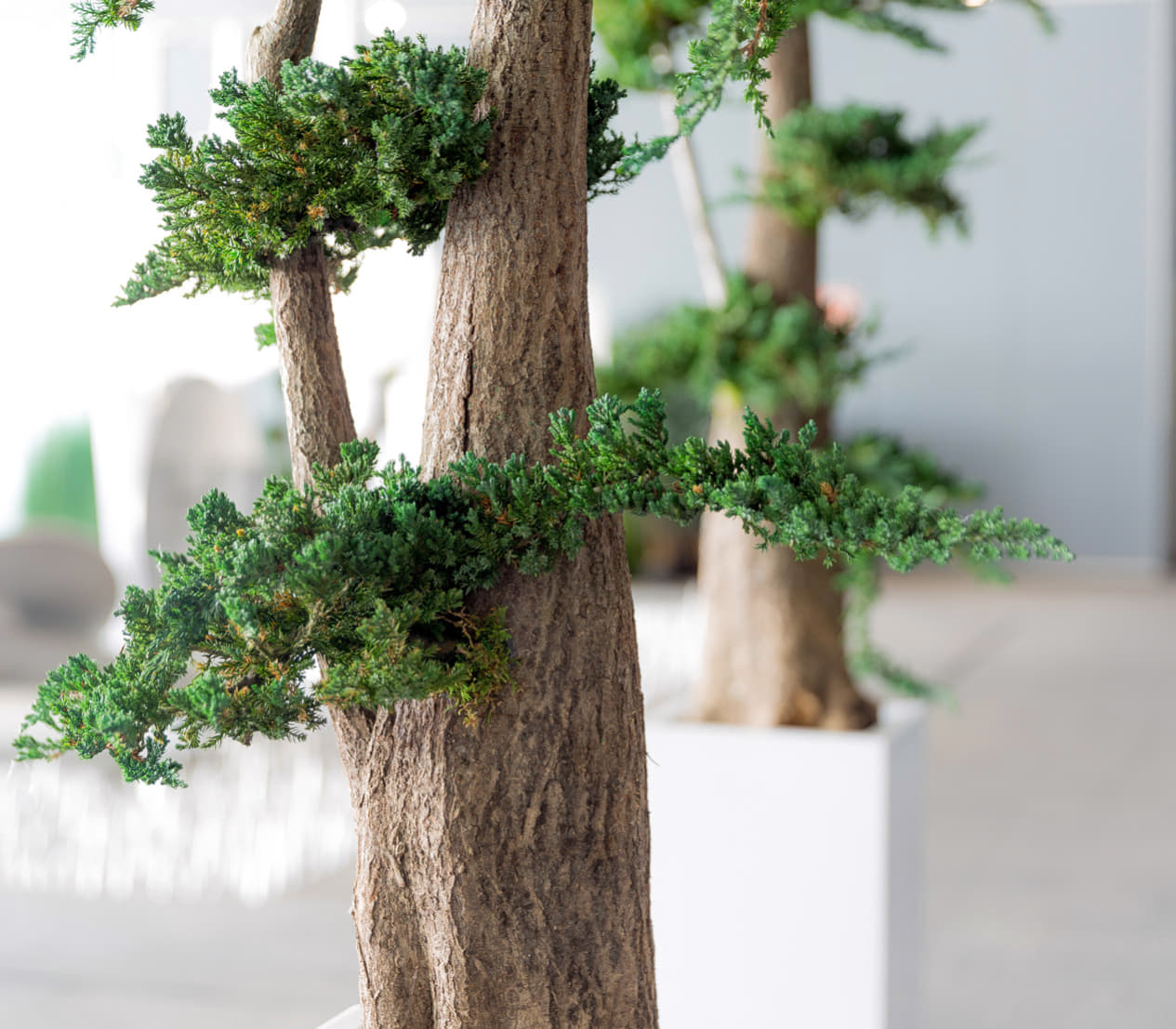 Juniperus Baum stabilisiert