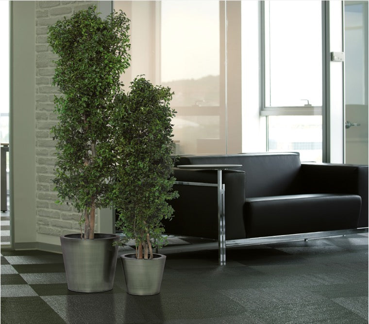Pittosporum schmal stabilisiert